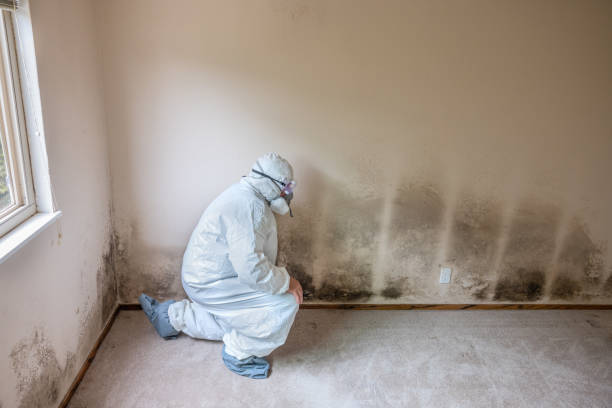 Best Mold Testing and Inspection Services in Hayden, CO
