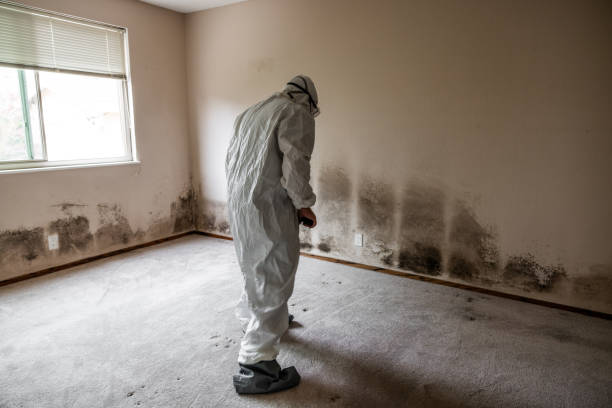 Best Emergency Mold Remediation in Hayden, CO